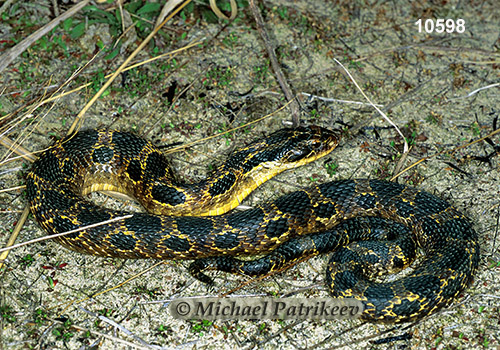 Eastern Hognose Snake (Heterodon platirhinos)